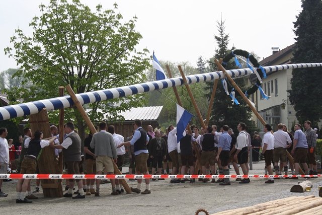 Maibaum 2013